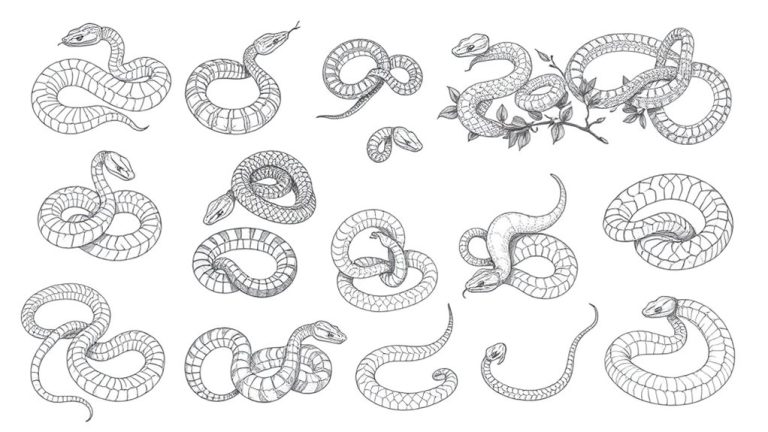 snake drawing techniques mastery